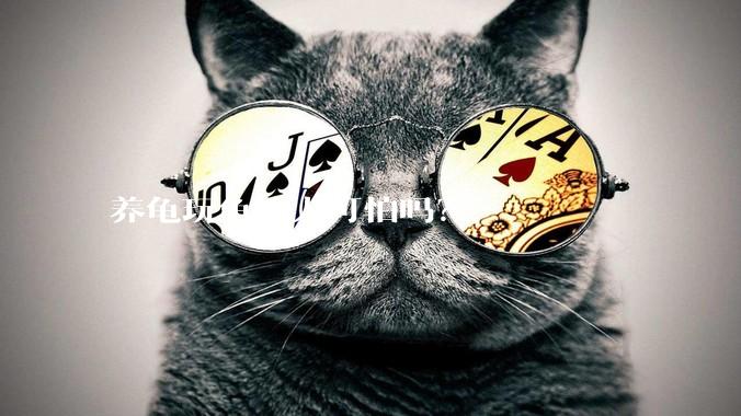 养龟玩龟的人可怕吗？